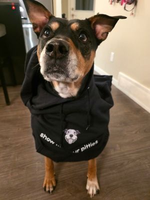 A doggie looking stylish wearing a Dolly Pops hoodie.