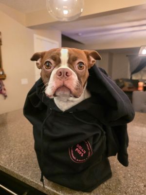 Edna the doggie looking stylish in a Dolly Pops hoodie.